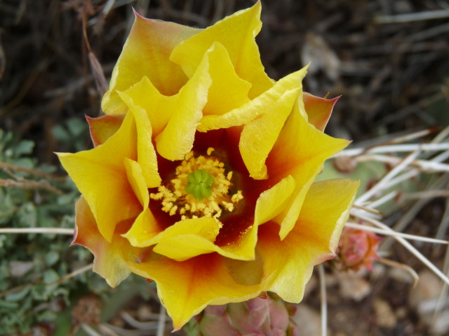 Yellow Cactus Blossom