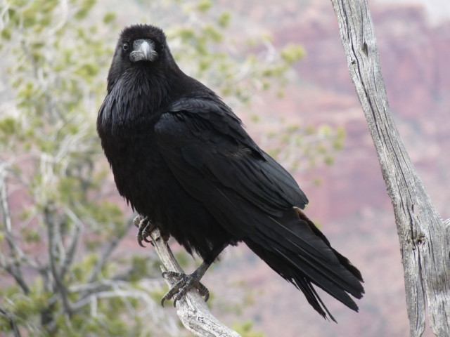 Raven